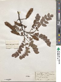 Robinia hispida image