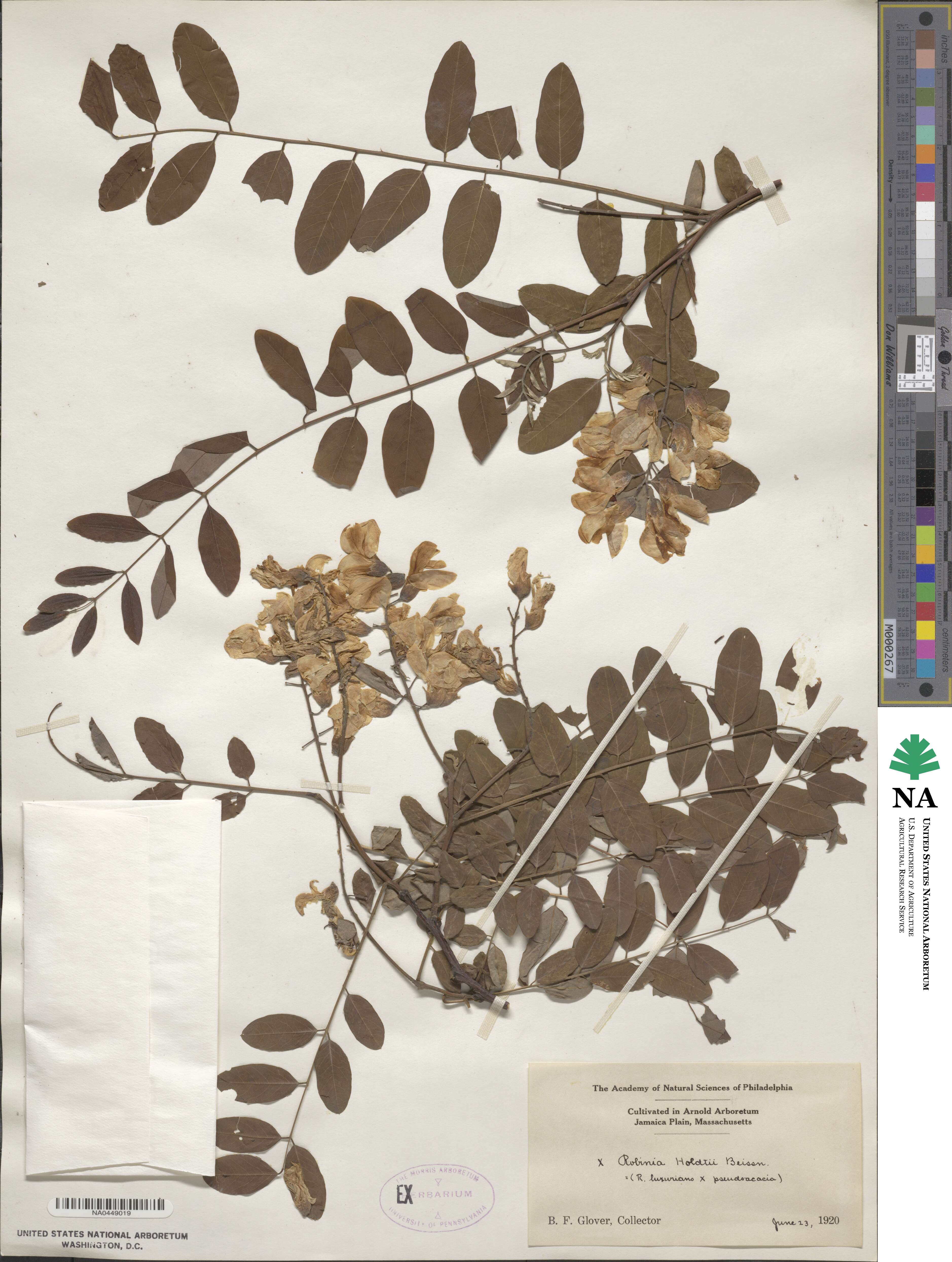 Robinia image