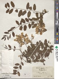 Image of Robinia holdtii