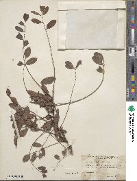 Robinia holdtii image