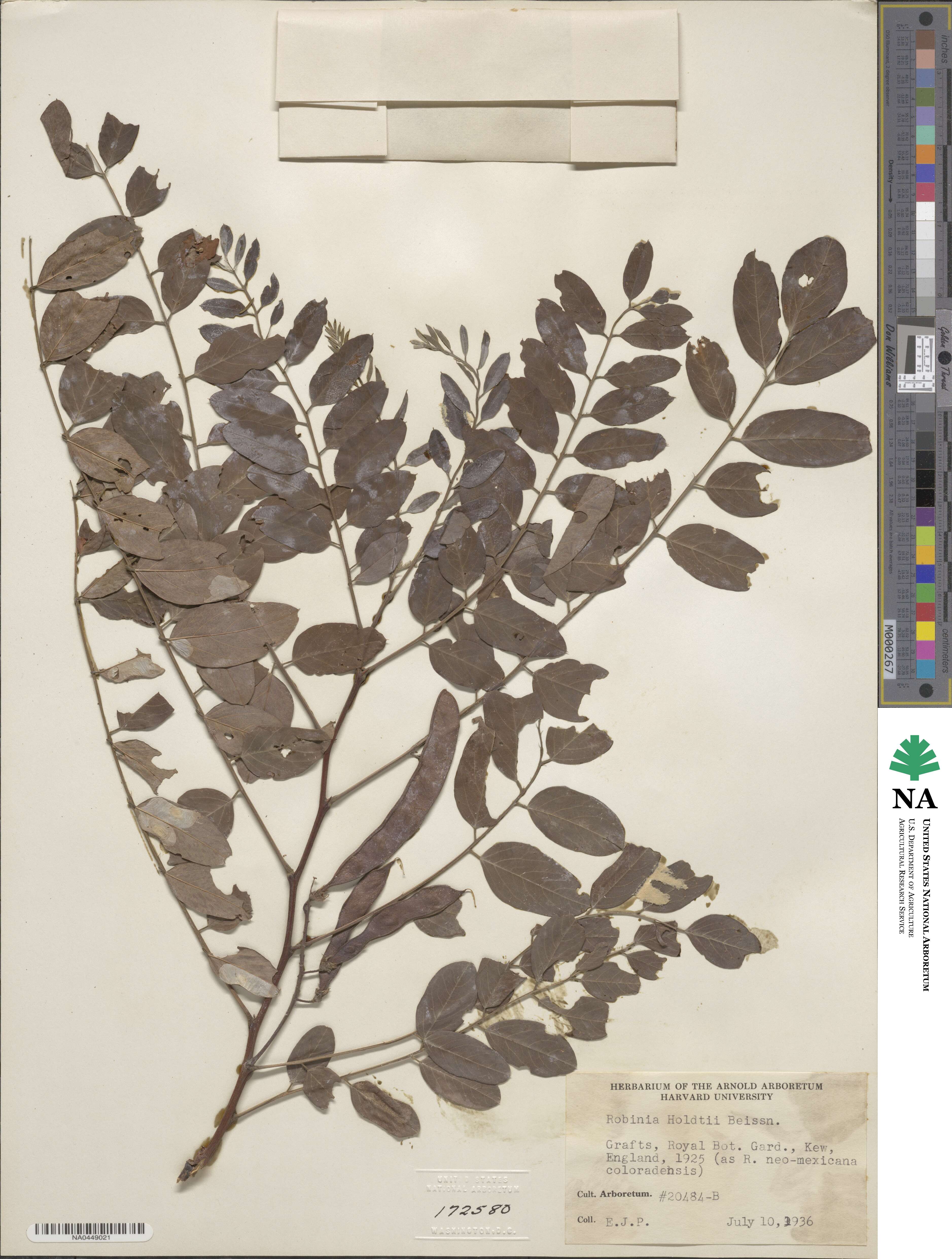 Robinia holdtii image