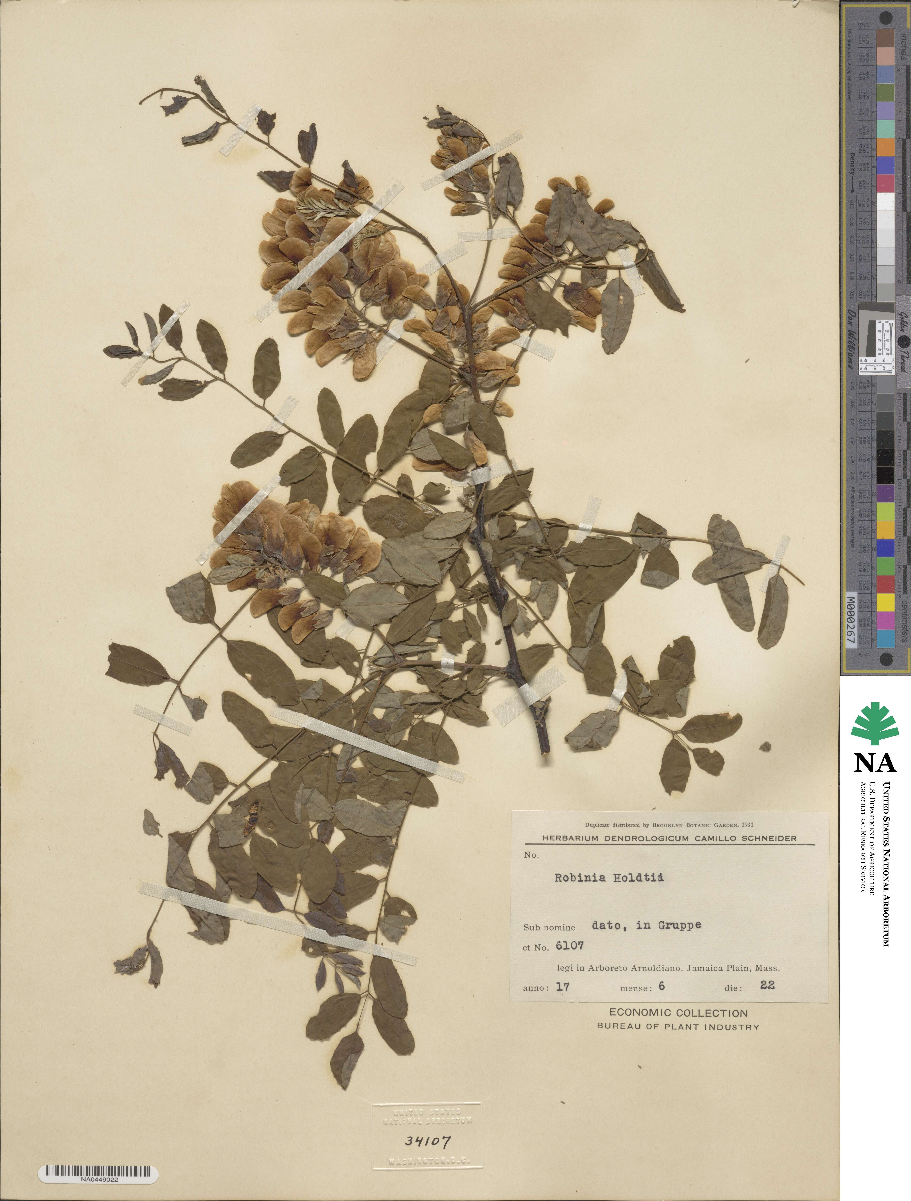 Robinia holdtii image