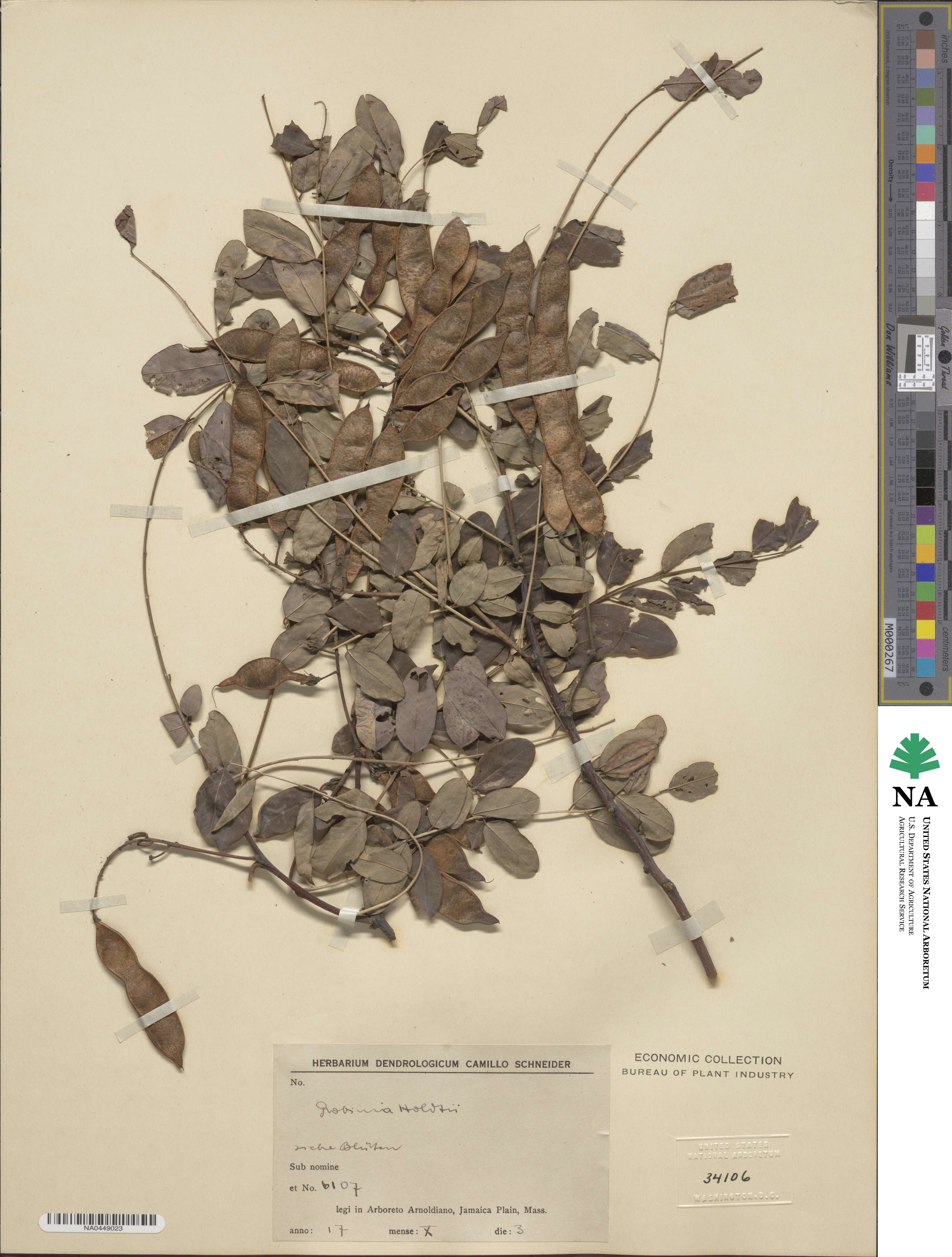 Robinia holdtii image