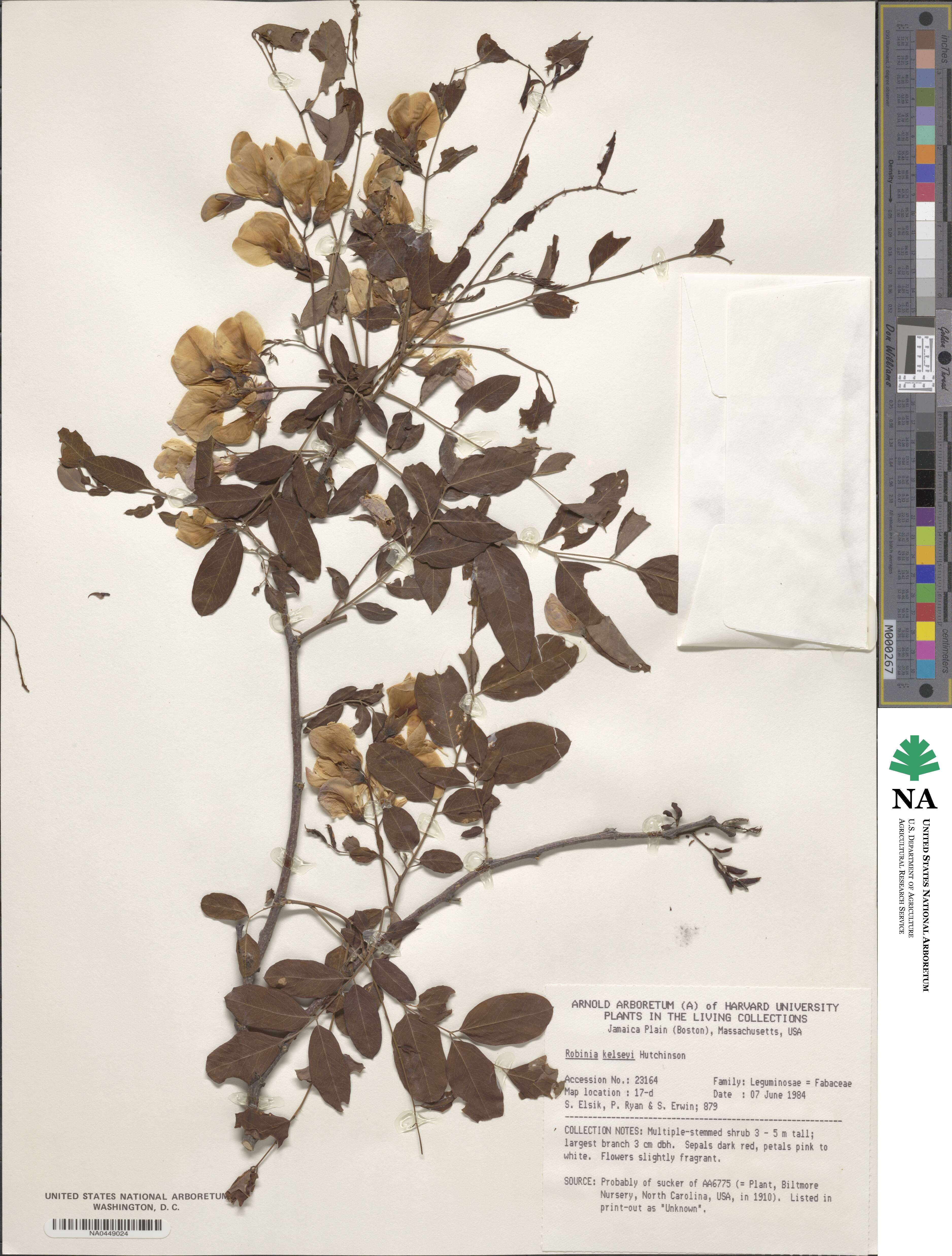 Robinia hispida var. kelseyi image