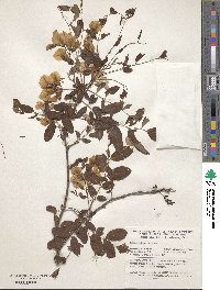 Robinia hispida var. kelseyi image