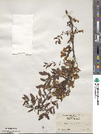 Robinia hispida var. kelseyi image