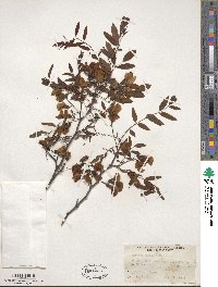 Robinia hispida var. kelseyi image