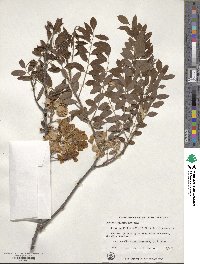 Robinia hispida image