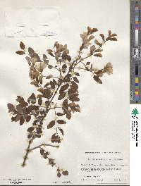 Robinia hispida var. kelseyi image