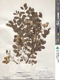 Robinia hispida image