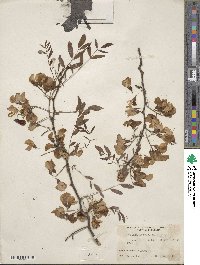 Robinia hispida image