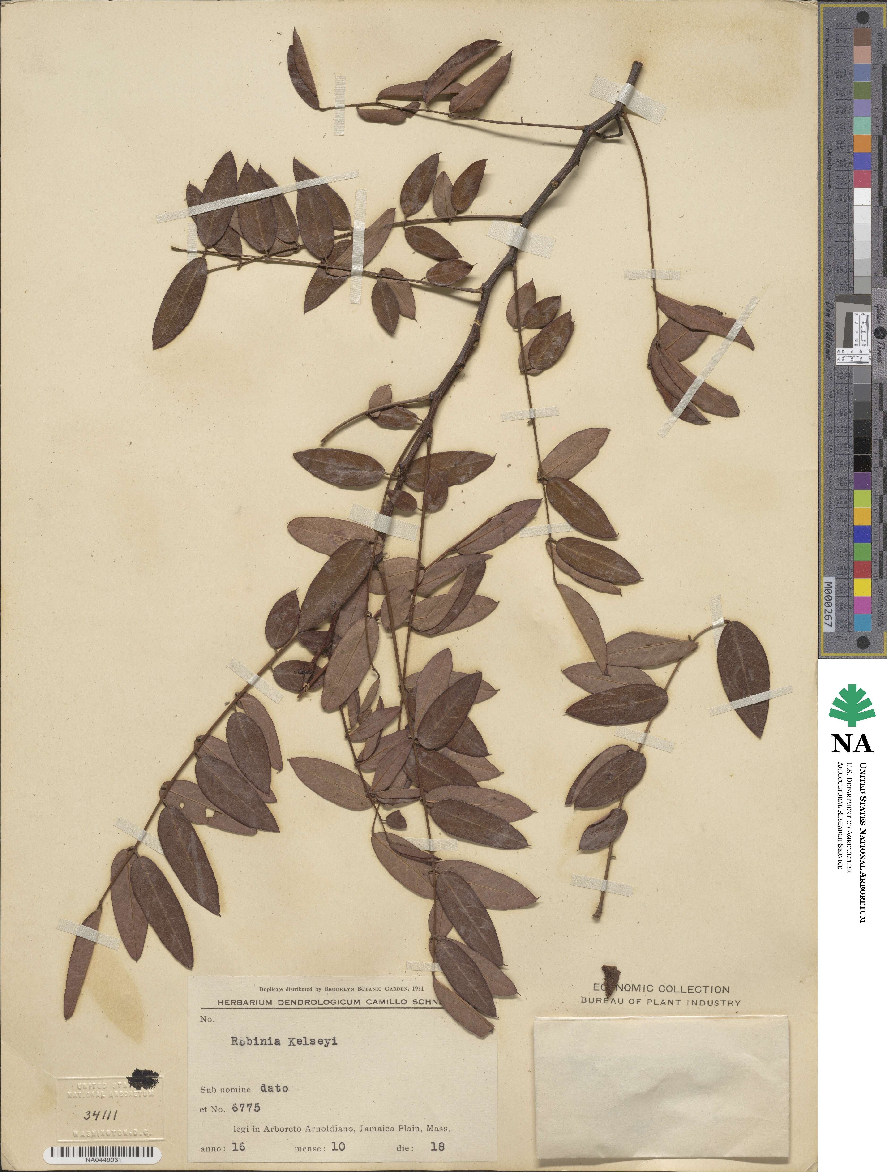 Robinia hispida image