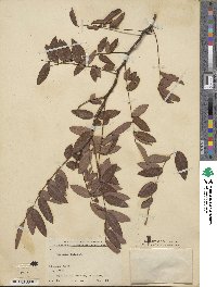 Robinia hispida image