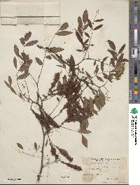 Robinia hispida image