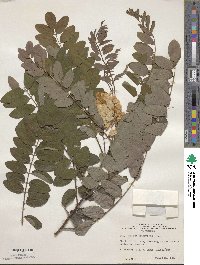 Robinia hispida var. kelseyi image