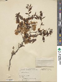 Robinia hispida var. kelseyi image