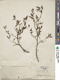 Robinia hispida var. kelseyi image