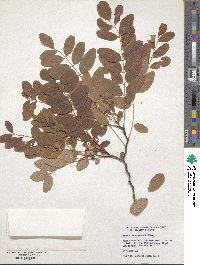 Robinia pseudoacacia image