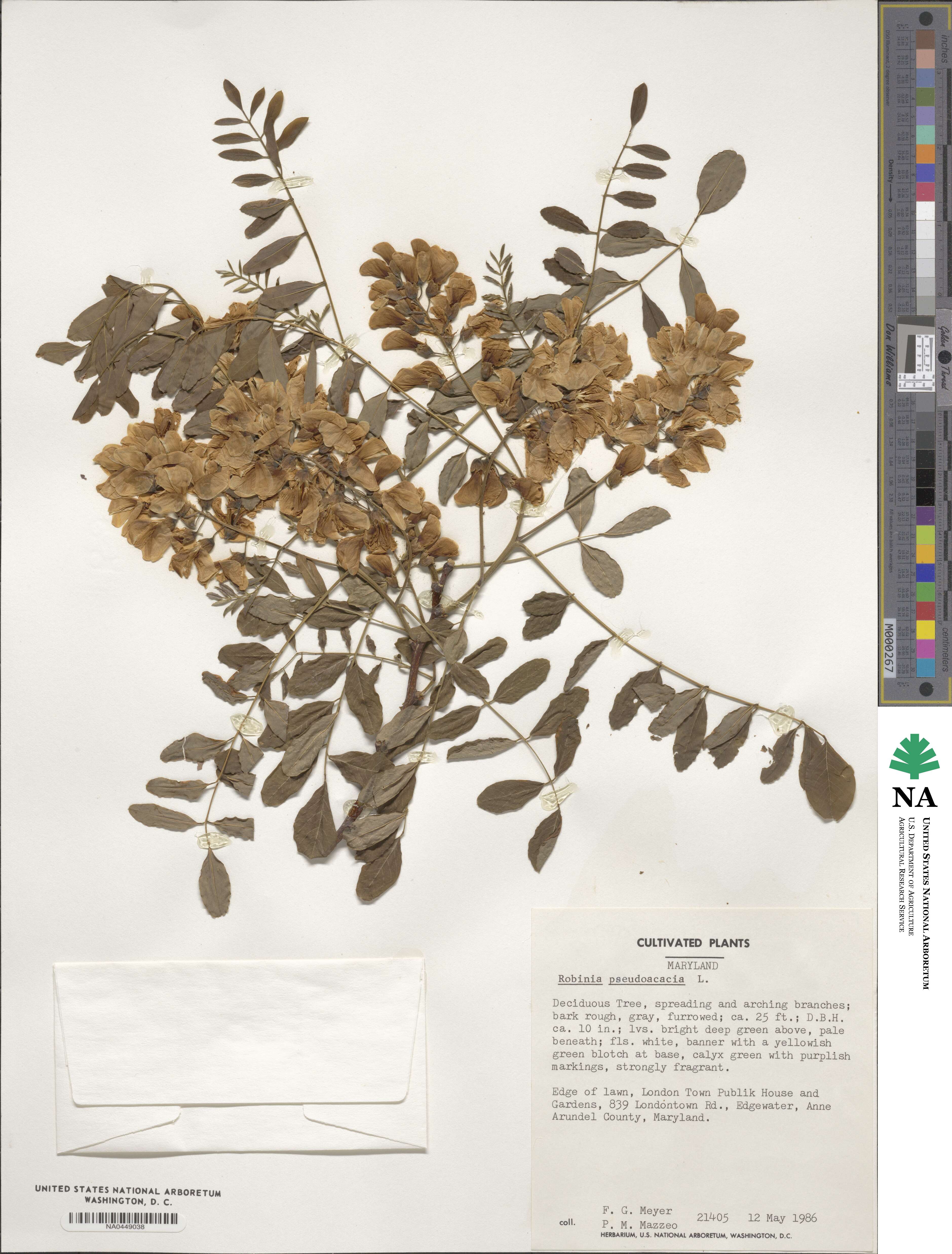 Robinia pseudoacacia image