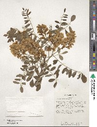 Robinia pseudoacacia image