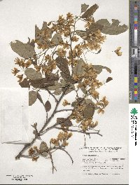 Robinia pseudoacacia image