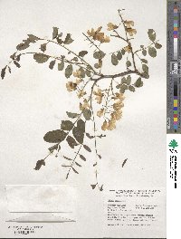 Robinia pseudoacacia image