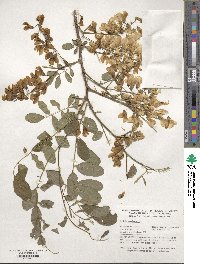 Robinia pseudoacacia image