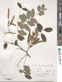 Robinia pseudoacacia image