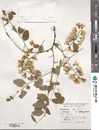 Robinia pseudoacacia image