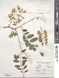 Robinia pseudoacacia image