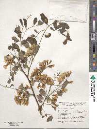 Robinia pseudoacacia image