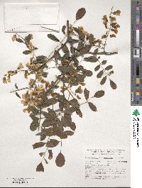 Robinia pseudoacacia image