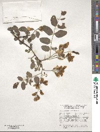 Robinia pseudoacacia image