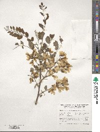 Robinia pseudoacacia image