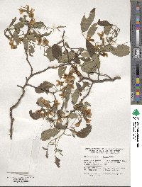 Robinia pseudoacacia image