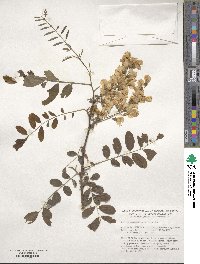 Robinia pseudoacacia image