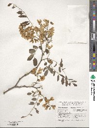 Robinia pseudoacacia image