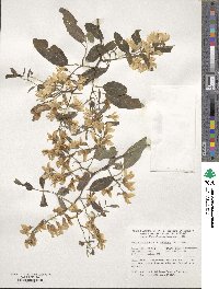 Robinia pseudoacacia image