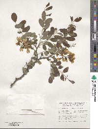 Robinia pseudoacacia image