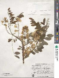 Robinia pseudoacacia image