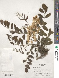 Robinia pseudoacacia image