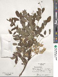 Robinia pseudoacacia image