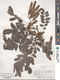 Robinia pseudoacacia image