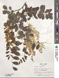 Robinia pseudoacacia image