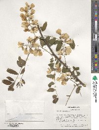 Robinia pseudoacacia image