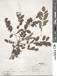 Robinia pseudoacacia image