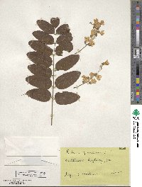 Robinia pseudoacacia image