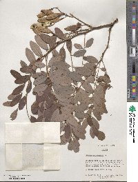 Robinia pseudoacacia image