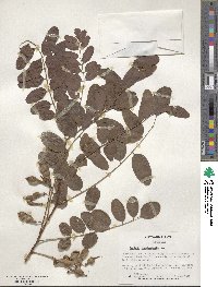 Robinia pseudoacacia image