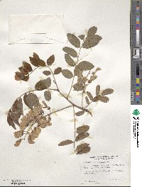 Robinia pseudoacacia image